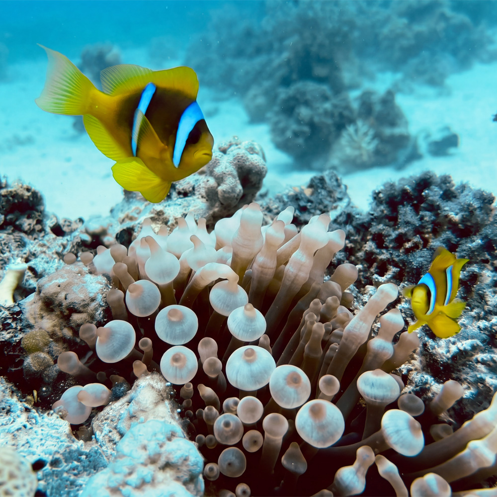 Vortrag Meer als Freundschaft mit Dr. Lisa Braun – Clownfisch in der Anemone